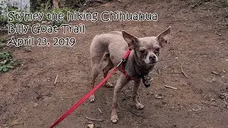 Stymey the hiking Chihuahua does Billy Goat Trail