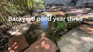 Backyard pond year 3: Proof you don't need a formal filtration system: Vlog #392