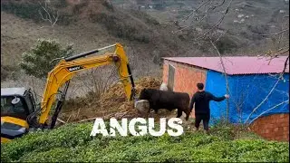 İŞ MAKİNESİ SESİNİ DUYAN ANGUSLAR ÇILDIRDI 🐃