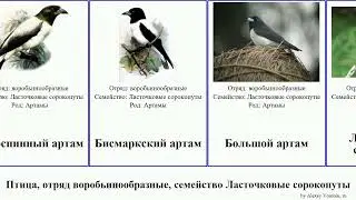 Птица, отряд воробьинообразные, семейство Ласточковые сорокопуты артам birds Fuse Passeriformes