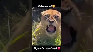 Vai encarar? #videoshort #lion #leoa #le&atilde;o #animals #felinos #natureza #rugido