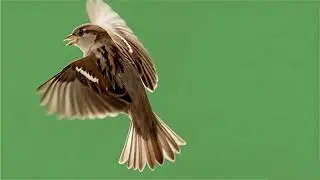 Bird green screen | COntent For Creators