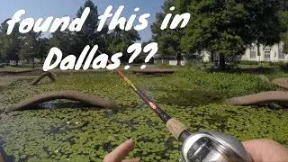 URBAN BASS FISHING (downtown Dallas)