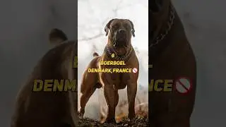 Top 10 Illegal Dog Breeds in Different Countries 🚫🐶
