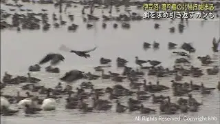 渡り鳥の北帰行が始まる　宮城・伊豆沼で冬を過ごしたガンやハクチョウが旅立つ