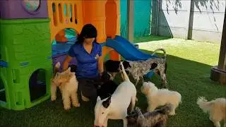 v&iacute;deo de perros felices!!!