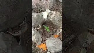 seguimiento de auto original gb xxl 14 d&iacute;a s desde la germinaci&oacute;n