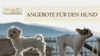 Angebote f&uuml;r Ihren Hund im Hundehotel