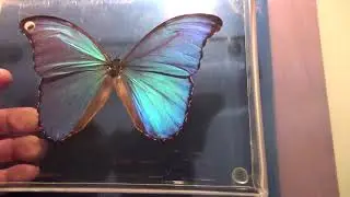 Structural Blue Paint