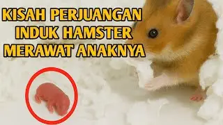 Hamster Melahirkan! Induk Hamster Langsung Membuat Sarang | Kisah Mengharukan Merawat Bayi Hamster