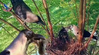 Clever crow feed random food to little cuckoo baby @BirdPlusAnimals