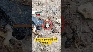 Termites (दीमक) Blast क्यों होती है? रानी दीमक की उम्र जानकर चौंक जाएंगे | दीमक और चींटी जानी दुश्मन