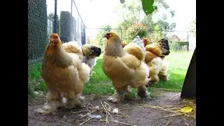 Blue buff brahma hens - Belgium - Brahma farm