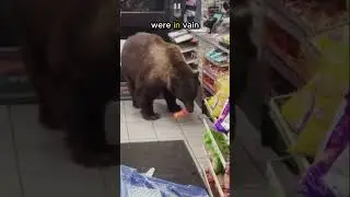 This bear always steals its favourite food from people 🥲🤣 #shorts