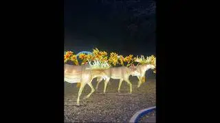 Glowing Reindeer at ZooLights! ✨ Smithsonian National Zoo Opening Night Magic 🦌