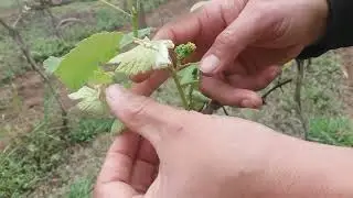 como desbrotar as parreiras de uva.