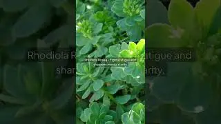 The Power of Adaptogenic Herbs: Stress Relief for the Modern World