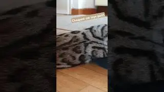 🖤🤎One of the cheapest cat toy