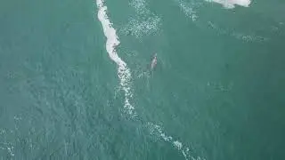 Bodega bay whales and seals by drone