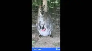 Wildlife Wonder: Wallaby and Joey Spotted Together!#shorts#wildlife