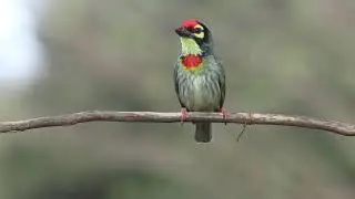 Coppersmith Barbet call
