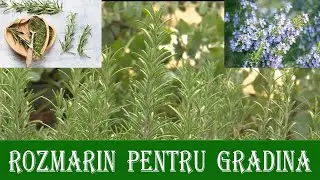 Rozmarinul în grădina ta: Beneficii, utilizări și sfaturi pentru cultivare