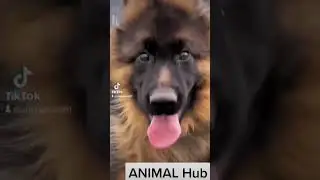 Cute Long Hair German Shepherd Puppy #germanshepherd