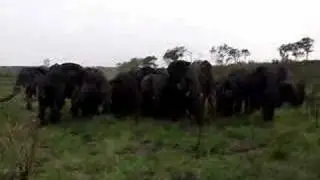 Elephant Herd Charge