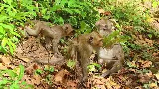 Mama Jade Bring Her daughter Walking To Find Food To Eat Morning / MA-D.1k375