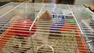 Most Amazing Hamster Trick - MUST SEE