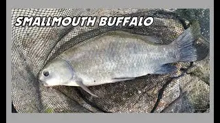 Buffalo Fish vs Carp!!