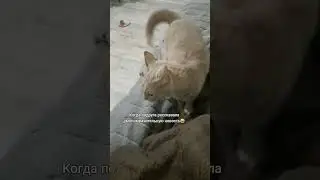 В шоке🤣 #котоканал #cat #прикольныекоты #видосыоткота #котик #втоп #funny #funnycats #funnyshorts
