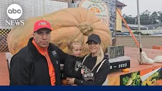 Pumpkin weighing 2,471 pounds wins annual Half Moon Bay pumpkin weigh-off