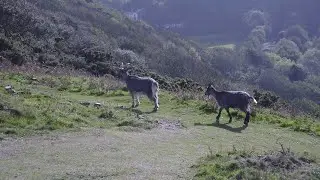 Exmoor Goats at Valley of the Rocks Devon