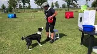 60 Hoe leer je jouw hond om speelgoed op te ruimen? Stap 3.