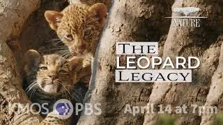 Nature - The Leopard Legacy