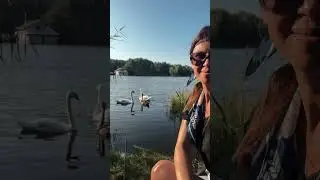 Beautiful nature moments 🦢😍 🌿 #summer2025 #ukraine2025 #august2025 #trendingvideo #swans