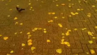 Dr. Poroto - Trapos al sol