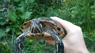 Yellow bellied slider (Trachemys scripta scripta) - land & freshwater turtle | Revival By Nature