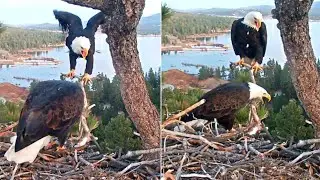 FOBBV Cam~💕🎶 Jackie & Shadow sing together many times during their evening visit~2026/02/01
