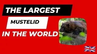 Discover the Wolverine, the largest mustelid in the world _3