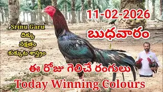 11 February 2026 Today Winning Colours//kukkuta sastram//colour update #telugu