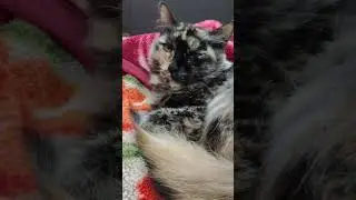 some interesting facts about your cat &hearts;️#cat #catcat #animalshorts #cutecats #kitten