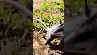 ZARIG&Uuml;EYA comiendo Serpiente CASCABEL 😱