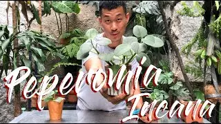 Peperomia Incana Care and Propagation