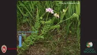 Nature Detective: Crown Vetch