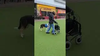 Play in service dog training #assistancedogtraining #servicedogtraining