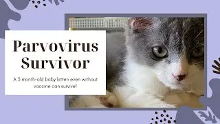 Feline Panleukopenia Survivor | Cat Parvo Virus Survivor 😽😻