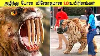 அழிந்து போன உயிரினங்கள்| Rare Extinct Animals That Were Caught On Camera | Galatta Info Tamil 
