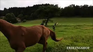 Im Galopp &uuml;ber die Weide - die Pferde und Esel vom Erdlingshof 🐴❤️